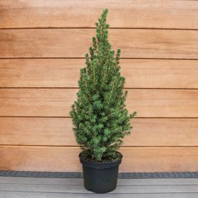 Picea glauca 'Perfecta' Christmas Tree 2 Litre